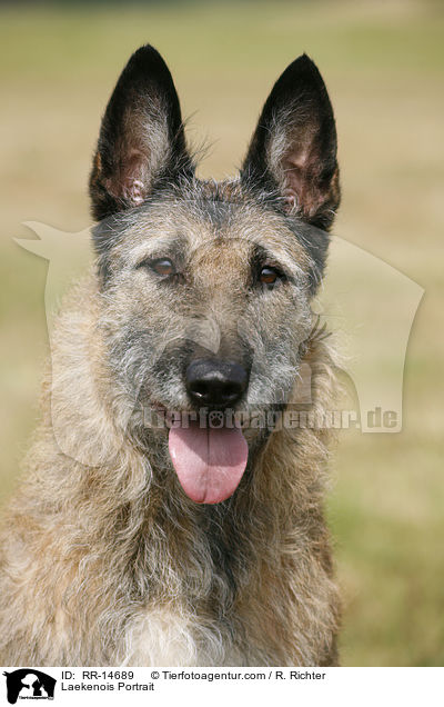 Laekenois Portrait / Laekenois Portrait / RR-14689