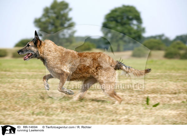 rennender Laekenois / running Laekenois / RR-14694