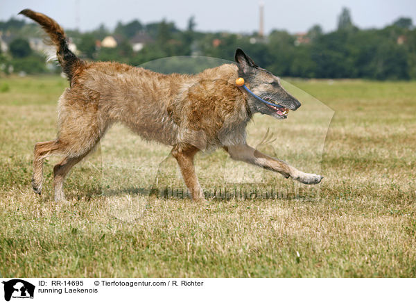 rennender Laekenois / running Laekenois / RR-14695
