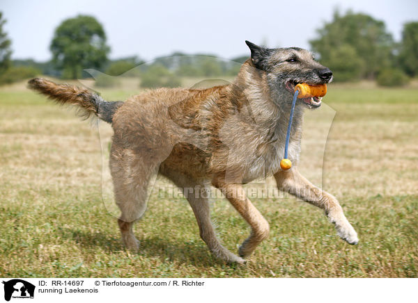 rennender Laekenois / running Laekenois / RR-14697