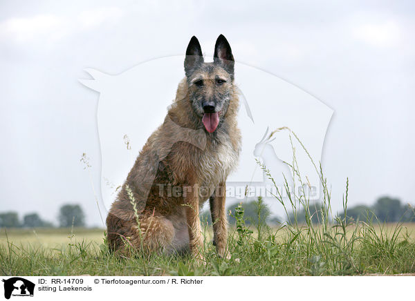 sitzender Laekenois / sitting Laekenois / RR-14709
