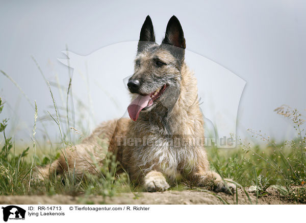 liegender Laekenois / lying Laekenois / RR-14713