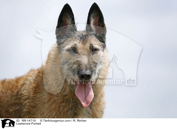 Laekenois Portrait / Laekenois Portrait / RR-14719