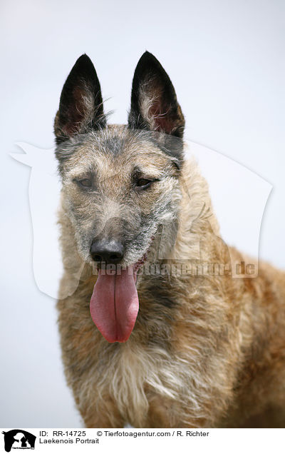 Laekenois Portrait / Laekenois Portrait / RR-14725