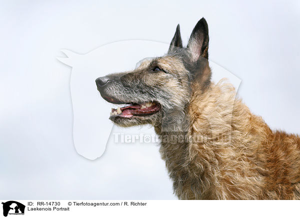 Laekenois Portrait / Laekenois Portrait / RR-14730