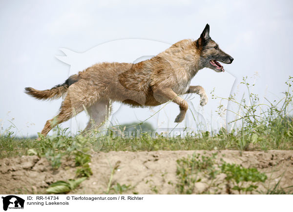 running Laekenois / RR-14734