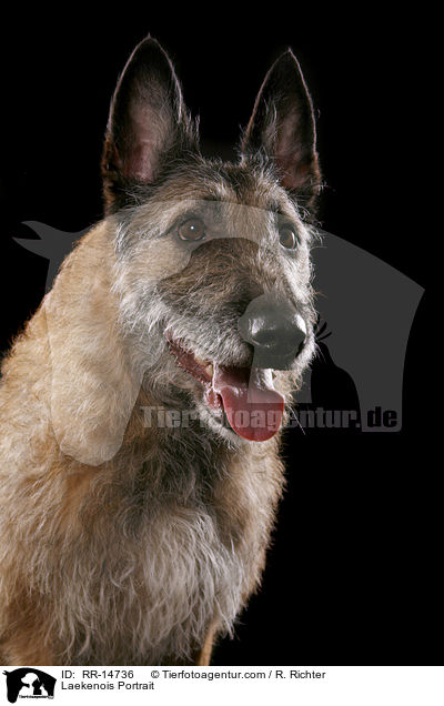 Laekenois Portrait / Laekenois Portrait / RR-14736