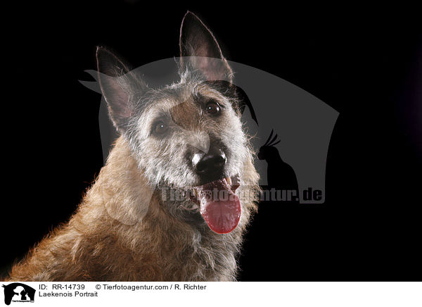 Laekenois Portrait / Laekenois Portrait / RR-14739