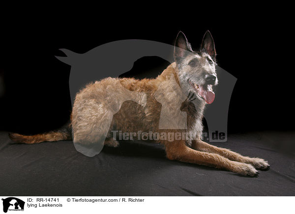 liegender Laekenois / lying Laekenois / RR-14741