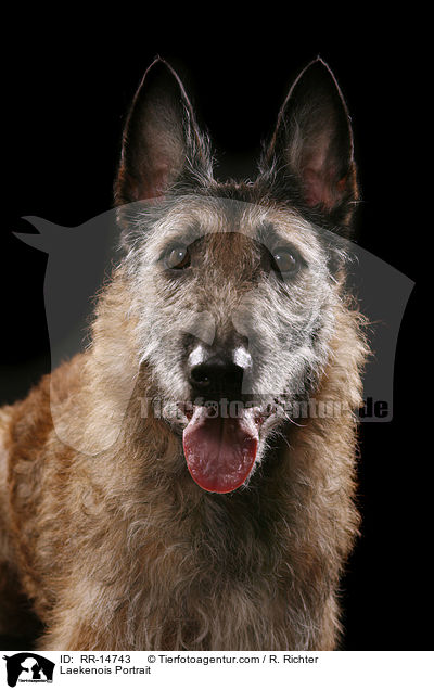 Laekenois Portrait / Laekenois Portrait / RR-14743