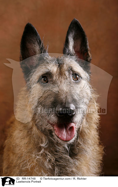 Laekenois Portrait / Laekenois Portrait / RR-14748