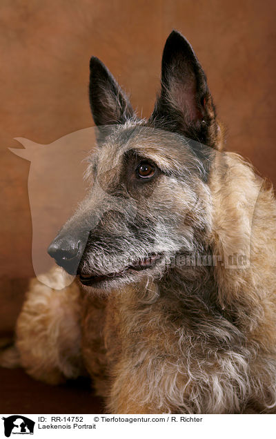Laekenois Portrait / Laekenois Portrait / RR-14752