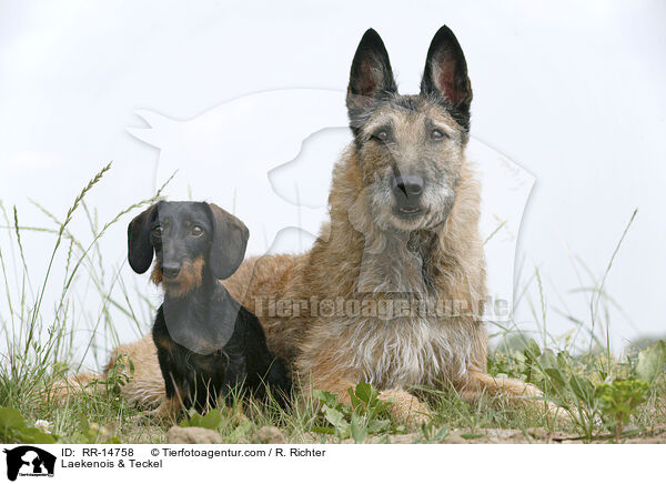 Dackel & Laekenois / Laekenois & Teckel / RR-14758