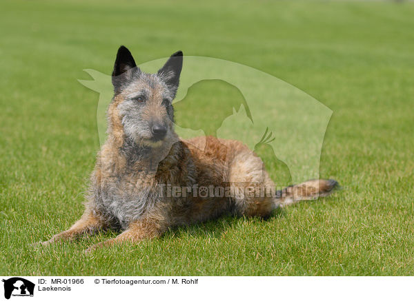 Belgischer Schferhund Laekenois / Laekenois / MR-01966