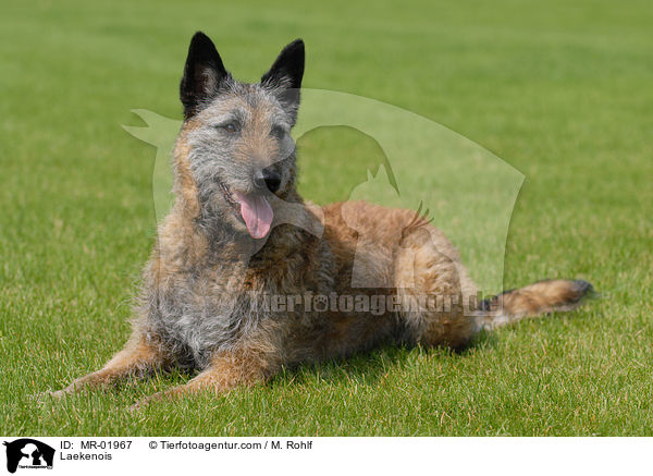 Belgischer Schferhund Laekenois / Laekenois / MR-01967
