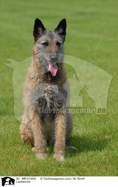 Belgischer Schferhund Laekenois / Laekenois / MR-01969