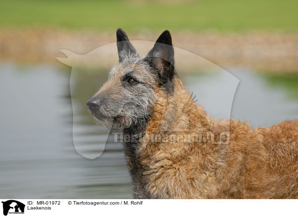 Belgischer Schferhund Laekenois / Laekenois / MR-01972