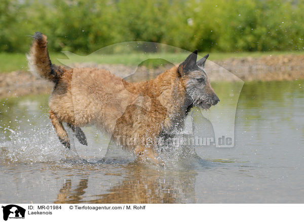 Belgischer Schferhund Laekenois / Laekenois / MR-01984