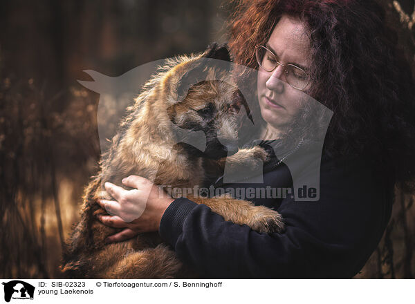 junger Laekenois / young Laekenois / SIB-02323