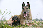 Laekenois & Teckel