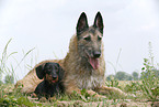Laekenois & Teckel