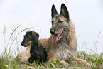 Laekenois & Teckel