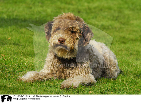 liegender Lagotto Romagnolo / lying Lagotto Romagnolo / SST-01819