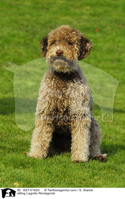 sitting Lagotto Romagnolo / SST-01820