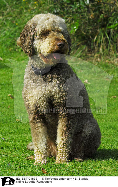 sitzender Lagotto Romagnolo / sitting Lagotto Romagnolo / SST-01835