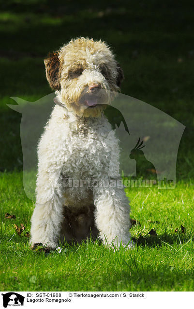 Lagotto Romagnolo / Lagotto Romagnolo / SST-01908