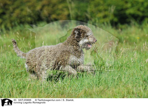 running Lagotto Romagnolo / SST-05866