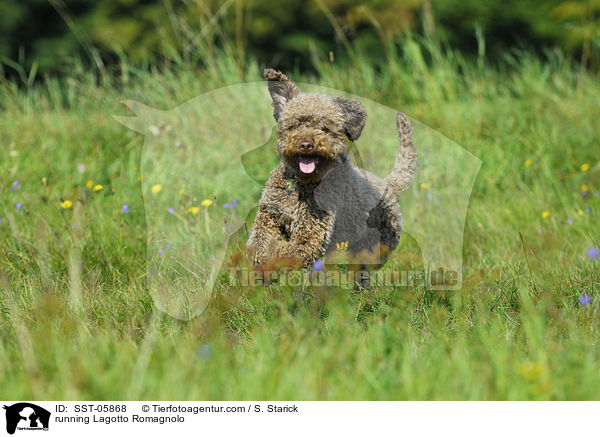 rennender Lagotto Romagnolo / running Lagotto Romagnolo / SST-05868