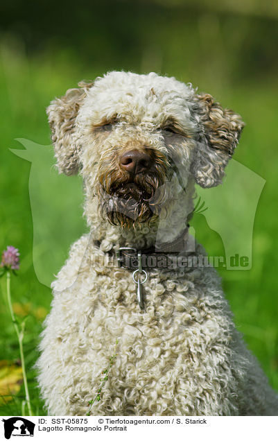 Lagotto Romagnolo Portrait / Lagotto Romagnolo Portrait / SST-05875