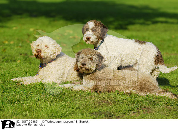 Lagotto Romagnolos / Lagotto Romagnolos / SST-05885