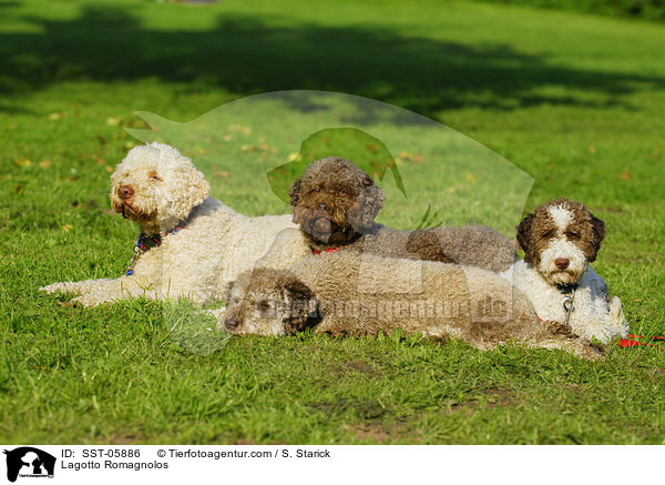 Lagotto Romagnolos / Lagotto Romagnolos / SST-05886