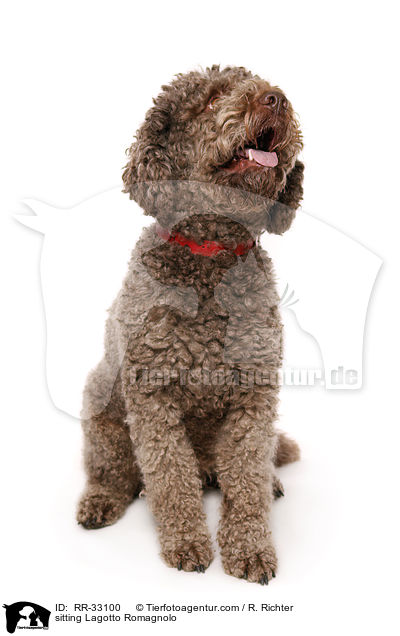 sitzender Lagotto Romagnolo / sitting Lagotto Romagnolo / RR-33100