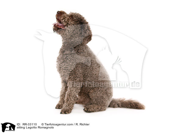 sitzender Lagotto Romagnolo / sitting Lagotto Romagnolo / RR-33110