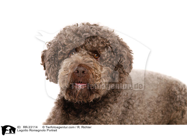 Lagotto Romagnolo Portrait / Lagotto Romagnolo Portrait / RR-33114