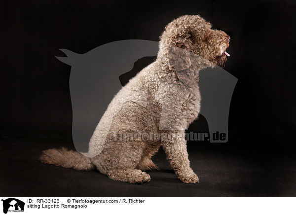 sitzender Lagotto Romagnolo / sitting Lagotto Romagnolo / RR-33123