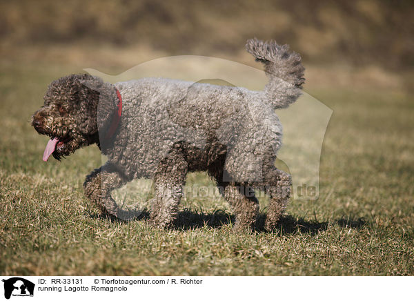 running Lagotto Romagnolo / RR-33131