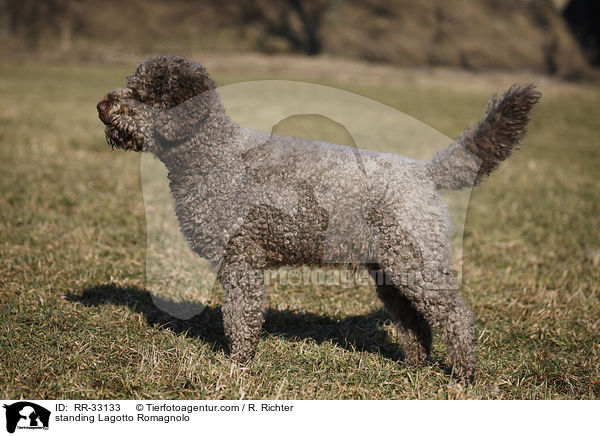 stehender Lagotto Romagnolo / standing Lagotto Romagnolo / RR-33133