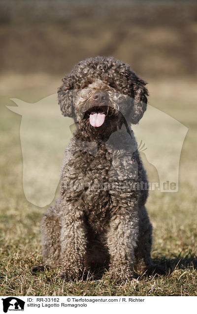 sitzender Lagotto Romagnolo / sitting Lagotto Romagnolo / RR-33162