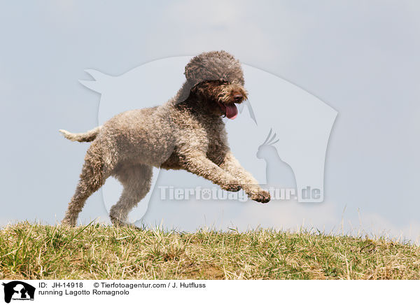 running Lagotto Romagnolo / JH-14918