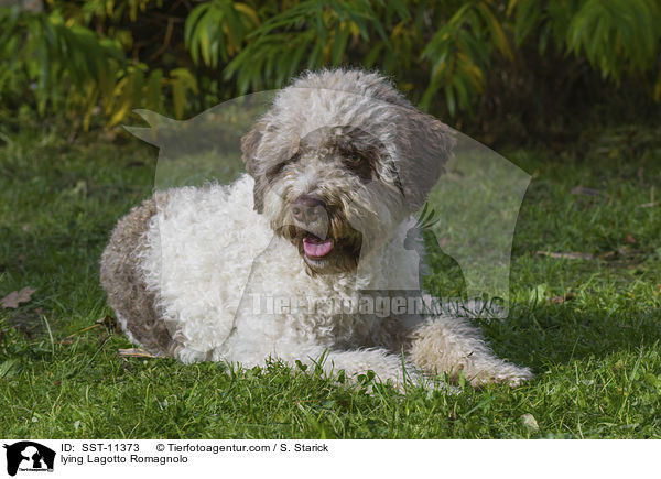 liegender Lagotto Romagnolo / lying Lagotto Romagnolo / SST-11373