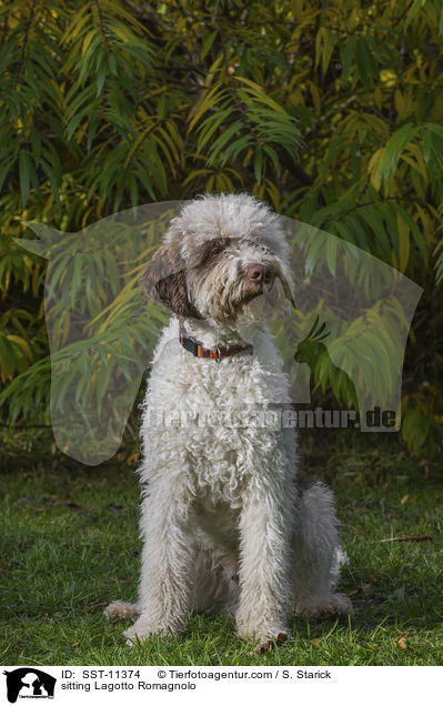 sitzender Lagotto Romagnolo / sitting Lagotto Romagnolo / SST-11374