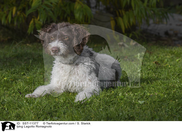 liegender Lagotto Romagnolo / lying Lagotto Romagnolo / SST-11377