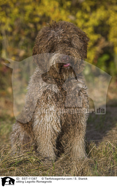 sitting Lagotto Romagnolo / SST-11387