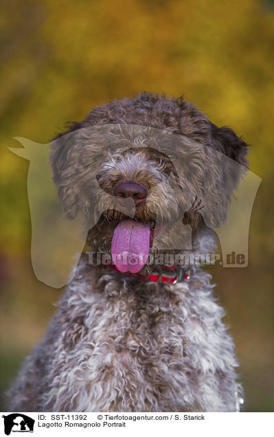 Lagotto Romagnolo Portrait / Lagotto Romagnolo Portrait / SST-11392