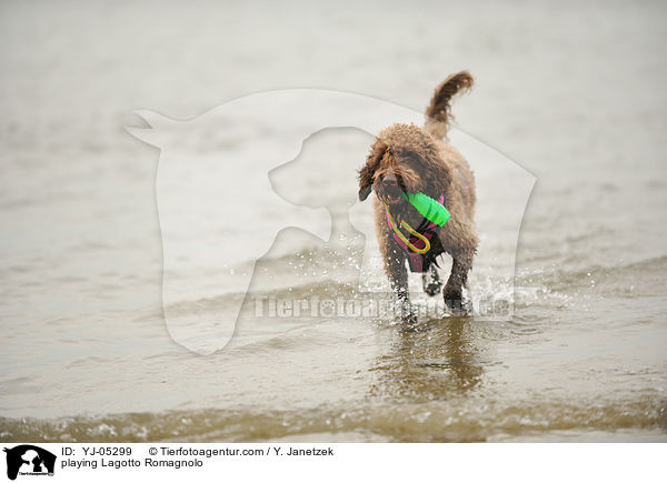spielender Lagotto Romagnolo / playing Lagotto Romagnolo / YJ-05299