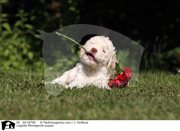 Lagotto Romagnolo Welpe / Lagotto Romagnolo puppy / JH-19795